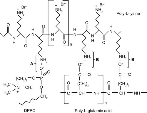 Figure 1 Molecular structures of poly-L-lysine, poly-L-glutamic acid, and dipalmitoylphosphatidylcholine (DPPC).
