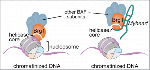 Figure 1. Brg1 (orange) recognizes and binds to the chromatinized/nucleosomal DNA, which wraps around the histone core (left panel). The long noncoding RNA Myheart (emerald) binds to Brg1 and sequesters it from its genomic DNA target locus (right panel).