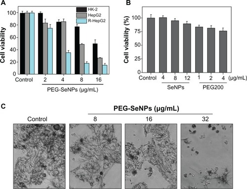 Figure 4 In vitro anticancer activity of PEG-SeNPs. (A) R-HepG2 and HepG2 cells were treated with PEG-SeNPs for 72 hours, and cell viability was determined by MTT assay. (B) R-HepG2 cells were treated with indicated concentrations of SeNPs or PEG200 alone for 72 hours, and cell viability was determined by MTT assay. (C) Morphology of R-HepG2cells treated with PEG-SeNPs for 72hours and stained by MTT (magnification, 200×).Abbreviations: PEG-SeNPs, polyethylene-glycol-nanolized selenium nanoparticles; R-HepG2, drug-resistant hepatocellular carcinoma; HepG2, hepatocellular carcinoma; MTT, thiazolyl blue tetrazolium bromide.