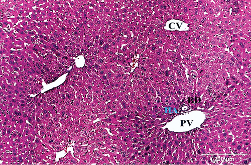 Figure 2. A photomicrograph of a section of the liver of negative control mouse revealing normal architecture, with defined central vein (CV), and peripheral portal triad with hepatic portal vein (PV), bile ductule (BD), and hepatic artery (HA) (H & E x100).