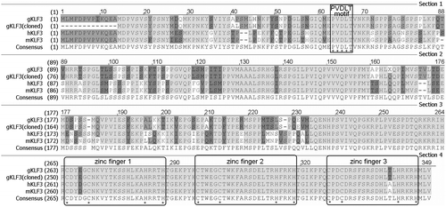 Fig. 1. Alignment of KLF3 protein sequences.Notes: The Align X program in Vector NTI Advance 11 (Invitrogen) was used to align the KLF3 protein sequences, gKLF3, gKLF3 (cloned), and hKLF3 and mKLF3 referred to the present chicken predicted KLF3 protein sequence (GenBank accession XP_427367.3), the KLF3 protein sequence deduced from our sequencing result (GenBank accession JX673910), the human KLF3 protein sequence (GenBank accession NP_057615.3), and the murine KLF3 protein sequence (GenBank accession NP_032479.1), respectively.