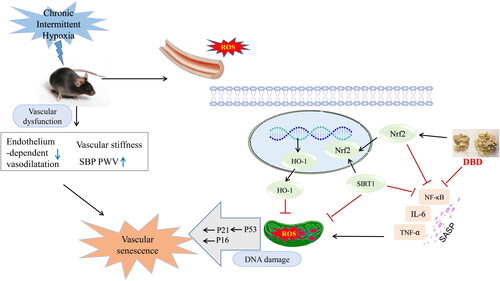 Figure 8. A Schematic graph of the anti-vascular senescence mechanism of DBD when exposed to CIH. DBD suppressed ROS generation and inhibited the inflammatory response and thus downregulated p16, p21, and p53, and upregulated SIRT1 expression to exert antiaging effects, via the Nrf2/HO-1 signaling pathway.