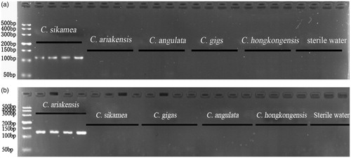Figure 1 The agarose gel electrophoresis image of five oysters PCR products. Notes: (a) from left to right: lane 1, DL500 marker; lanes 2–5, C. sikamea; lanes 6–9, C.ariakensis; lanes 10–13, C. angulata; lanes 14–17, C. gigas; lanes 18–21, C. hongkongensis; lanes 22–24, sterile water (negative control); (b) from left to right: lane 1, DL500 marker; lanes 2–5, C.ariakensis; lanes 6–9, C. sikamea; lanes 10–13, C. gigas; lanes 14–17, C. angulata; lanes 18–21, C. hongkongensis; lanes 22–24, sterile water (negative control).