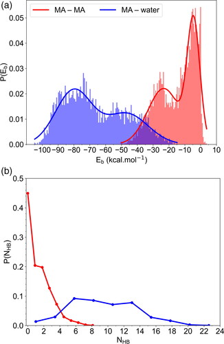 Figure 3. (a) Binding energy distributions for the MA–MA interactions and MA–H2O interactions, and (b) probability distributions for MA to form H-bonds in aqueous solution. Red and blue curves correspond to the binding of the MA molecule with all other MA molecules and with all water molecules respectively.