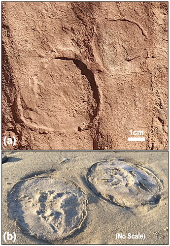 Figure 4. (a) Close-up of two of the Heavitree Formation structures (green arrows on Figure 3) showing a central ‘body’ and annular ‘skirt’ upon a generally stippled surface (‘elephant-skin’ weathering) suggestive of a fossilised algal mat. (b) Comparison image of impressions left by modern jellyfish stranded on a Somerset, UK, beach in July Citation2022 (reproduced from BBC West under licence CC BY-NC-ND 4.0).