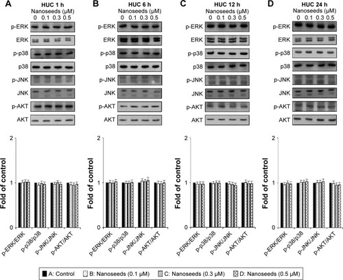 Figure 6 Changes in the phosphorylation of p38 and AKT in Au@Pt-NS-treated HUCs.Notes: HUCs were incubated with Au@Pt-NSs (0, 0.1, 0.3, and 0.5 μM) for different times of 1 h (A), 6 h (B), 12 h (C), and 24 h (D). Phosphorylated and total forms of MAPKs (ERK1/2, JNK1/2, and p38) and AKT were measured using immunoblotting. Bar graphs show the relative fold changes of the proteins at different incubation times and concentrations of Au@Pt-NSs compared with the control.Abbreviations: Au@Pt-NSs, gold@platinum nanoseeds; ERK, extracellular signal-regulated kinase; HUCs, human urothelial cells; MAPKs, mitogen-activated protein kinases.