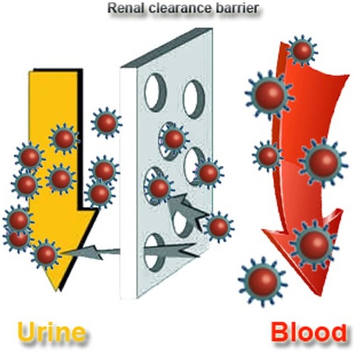 Figure 1 Outline of the renal clearance barrier.
