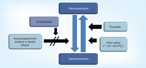 Figure 1. The balance between the re- and de-mineralization of the teeth.