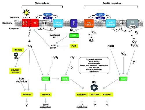 Figure 2. Regulation model for oxygen responsive sRNAs in R. sphaeroides. Reactive oxygen species are either generated by energy transfer during photosynthesis or due to electron transfer mediated by flavoenzymes during aerobic respiration. Several alternative sigma factors (RpoE, RpoHI, RpoHII) are activated, which subsequently induce sRNAs. During aerobic respiration, phosphorylation of the response regulator PrrA by the sensor kinase PrrB is inhibited due to electron flow through the ccb3 oxidase. Under low oxygen tension, PrrA is phosphorylated and triggers PcrZ transcription, which in turn, represses photosynthesis gene expression. Interaction of some sRNAs with Hfq is indicated. (LH, light harvesting complex; RC, reaction center; UQ, ubiquinone pool; Cyt, cytochrome; P, phosphate, DH, dehydrogenase; FADH2, reduced flavin adenine dinucleotide; FFL, feed-forward loop; 1O2, singlet oxygen; O2‒, superoxide radical; H2O2, hydrogen peroxide).