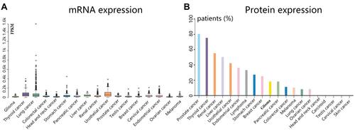 Figure 7 Expression overview of CTSH in human cancers. (A) mRNA expression. (B) Protein expression. Red box indicated thyroid cancer.