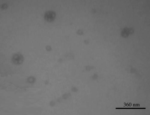 Figure 2. Electron Micrograph of Liposomes Prepared using the Bangham method.