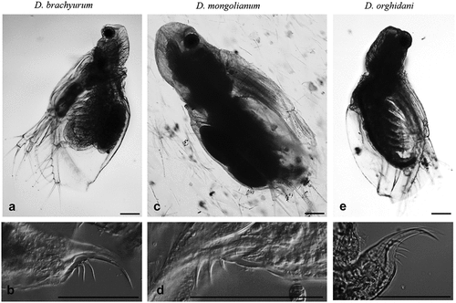 Figure 2. General view of the body and postabdominal claws Diaphanosoma brachyurum (a, b), D. mongolianum (c, d), and D. orghidani (e, f). Scale bars are 100 µm.
