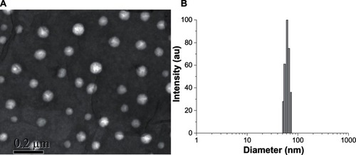 Figure 2 (A) Morphological characteristics and (B) size distribution of FITC-CHSP NPs, as determined by TEM and DLS, respectively.Abbreviations: DLS, dynamic light scattering; FITC-CHSP, fluorescein isothiocyanate-labeled cholesterol-modified pullulan; NP, nanoparticle; TEM, transmission election microscopy.