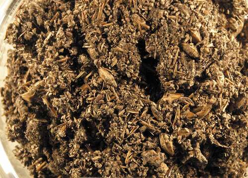 Figure 2. The state of “kona-koji”. Koji mold is growing on coarsely crushed barley. After this, kona-koji will be mixed with sweet potato and fermented