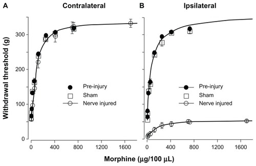 Figure 5 Dose-response of IT morphine on hindlimb withdrawal threshold. The hindlimb withdrawal threshold was determined 30 minutes after each IT dose of morphine. Each dose of morphine was given in 100 μL volume. Pre-injury sheep were tested 1–2 weeks before surgery. Sham and PNI sheep were tested 3 weeks after surgery. (A) Dose–response curve of pre-injury, sham, and nerve-injured contralateral hindlimbs. Dose–response curves were plotted as withdrawal threshold (g) versus cumulative morphine dose. The theoretical curves (solid lines) shown were fit to the contralateral nerve injured data with the Hill equation. The ED50 was determined from the fitted curve. The morphine ED50 for contralateral hindlimbs of pre-injury (73.4 μg), sham (74.8 μg), and nerve-injured sheep (88.3 μg) were not significantly different. (B) Dose–response curve of pre-injury, sham, and nerve-injured ipsilateral hindlimbs. The ipsilateral pre-injury curve was extrapolated to the x-axis limit. The theoretical curves (solid lines) shown were fit to the ipsilateral pre-injury and ipsilateral nerve-injured data with the Hill equation.