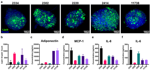 Figure 4. Spheroids derived from primary SVF-MSCs demonstrate variable adipogenic potential revealed by adipokine production. (a) Representative confocal z-projections of five separate donors, stained with Hoechst 33,342 (blue) and BODIPY 493/503 (green). (b) Total lipid droplet counts were quantified using ImageJ. (c) Adiponectin, along with pro-inflammatory cytokines: (d) MCP-1, (e) IL-8, and (f) IL-6 were quantified via ELISA. Bars are mean and error bars are SD, N = 3.