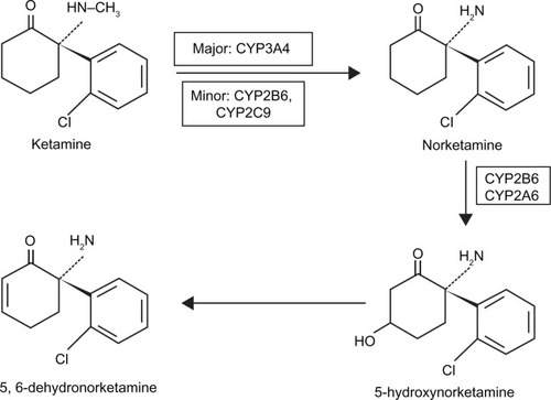 Figure 2 The pathway of ketamine metabolism in phase I. Ketamine is N-demethylated by liver cytochrome P450 enzymes (major: CYP3A4; minor: CYP2B6 and CYP2C9) into norketamine.Citation91,Citation92 CYP2B6 and CYP2A6 have been identified to hydroxylate norketamine into 5-hydroxynorketamine.Citation91 The chemical structures are depicted for S-ketamine and its metabolites.