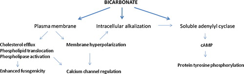 Figure 2  Summary of the putative roles of bicarbonate during sperm capacitation. Bicarbonate is thought to act on the plasma membrane to influence membrane architecture and intracellular pH. Also, bicarbonate directly stimulates soluble adenylyl cyclase. Functionally, bicarbonate prepares the sperm for acrosomal exocytosis: ion currents are altered and signaling pathways are initiated, ultimately facilitating membrane fusion.