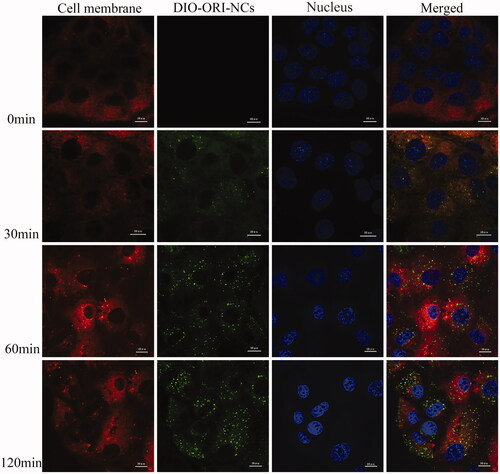 Figure 9. Confocal images of MDCK cells incubated with ORI/DiO-NCs for 0, 30, 60 and 120 min.