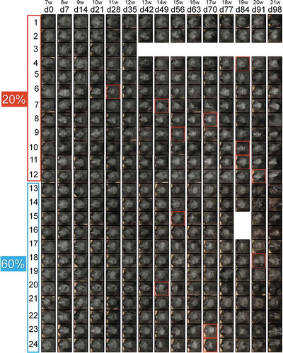 Figure 6. Transition to the anagen phase after shaving in the 60% and 20% O2 groups.