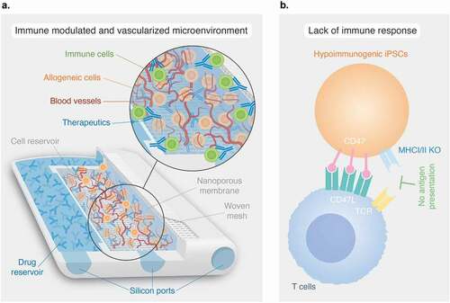 Figure 3. Other emerging strategies to overcome systemic immunosuppression in cell transplantation. A) The neovascularized implantable cell homing and encapsulation (NICHE) platform integrates localized delivery of immunosuppressants and direct vascularization. The drug and cell reservoirs are interconnected via nanoporous membranes for controlled release of immunosuppressants into the cell reservoir providing local protection of allogeneic cells against immune cells. Self-sealing silicone ports allow minimally invasive transcutaneous refilling of drug and cell reservoirs. B) Upregulation of CD47 via lentiviral transduction and knock-out (KO) of MHCI and MHCII via CRISPR-Cas9 technology, creates hypoimmunogenic induced pluripotent stem cells (iPSCs) that do not elicit immune responses in allogeneic recipients.