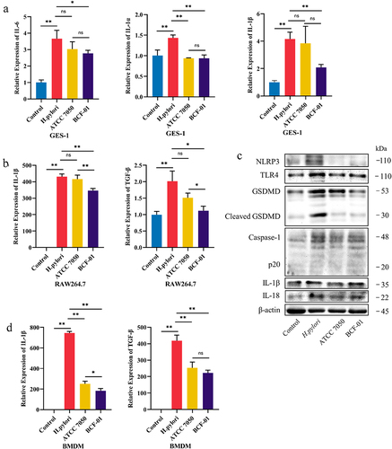 Figure 6. W. coagulans BCF-01 downregulates the TLR4-NFκB-pyroptosis signaling pathway in macrophages.