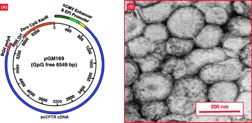 Figure 6. The combination of cationic liposome (GL67A) and plasmid DNA expressing CFTR (pGM169). (A) pGM169 plasmid encoding the gene for CFTR protein contains no CpG dinucleotides, which are unmethylated in bacterial derived plasmids and induce inflammatory response. The plasmid also includes a CMV promoter, which aids in increased gene expression. (B) Electron microscope image of pGM169-GL67A liposomal complex. Modified from http://www.genemedresearch.ox.ac.uk/ukcfgtc/product.html.