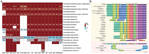 Figure 9. Analysis of Francisella pathogenicity island on Cysteiniphilum and Francisella genomes. (A) Prevalence rate of 17 FPI genes among Cysteiniphilum and Francisella spp. (B) Comparative analysis of FPI clusters in Cysteiniphilum and Francisella. Colored arrows indicate homologs to the corresponding gene in the same colour in the reference sequence.