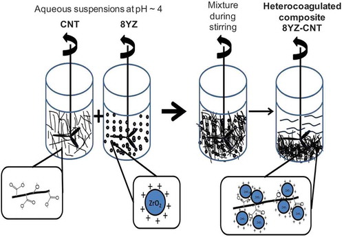 Figure 1. Scheme of the electrostatic heterocoagulation method used to disperse the individual CNTs uniformly within the ceramic powder: aqueous suspensions of treated CNT and 8YZ powder; and mixture of the two suspensions during stirring and after 30 min of stirring, when the composite powder heterocoagulated.