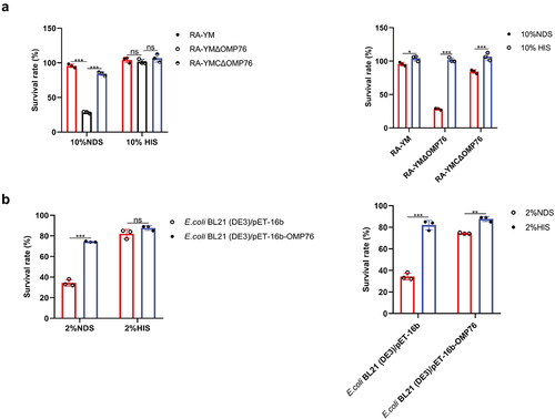 Figure 5. Serum survival assays. (a) Serum survival of R. anatipestifer RA-YM, R. anatipestifer RA-YMΔOMP76, and R. anatipestifer RA-YMCΔOMP76 in 10% NDS. (b) Serum survival of E. coli BL21(DE3)/BL21(DE3)/Pet−16b−16b-OMP76 and E. coli BL21(DE3)/pET−16b in 2% NDS. Panels (a) and (b) also show the survival of the RA-YM, RA-YMΔOMP76, and RA-YMCΔOMP76 strains and E. coli BL21(DE3)/BL21(DE3)/Pet−16b−16b-OMP76 and E. coli BL21(DE3)/pET−16b in HIS at the same serum dilution concentrations thereby assessing complement activity in serum. The data were analysed by two-way ANOVA and error bars represent standard deviations.