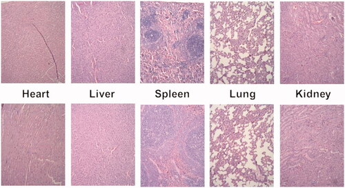 Figure 11. Representative organ histology of rat for control (top row) and formulation (bottom row).