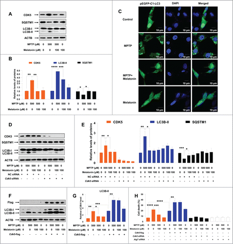 Figure 3. Melatonin inhibits CDK5-mediated autophagy and cell death induced by MPTP in cultured C6 cells. The increased protein levels of CDK5 and LC3B-II and the decreased protein level of SQSTM1 (A and B) and formation of EGFP-LC3 puncta (C) in C6 cells induced by MPTP could be suppressed by melatonin treatment. Knockdown of the Cdk5 gene abolished the effect of melatonin on the altered LC3B-II and SQSTM1 levels (D and E) in C6 cells with MPTP treatment. Melatonin failed to restore the altered protein level of LC3B-II (D–G) in C6 cells with knockdown or overexpression of the Cdk5 gene. Knockdown of ATG7 and CDK5 or overexpression of CDK5 abrogated the protective effect of melatonin on cell death induced by MPTP (H). Data are representative of 3 independent experiments with similar results. *, P < 0.05; **, P < 0.01; ***, P < 0.001, **** P < 0.0001; one-way ANOVA with the Tukey post-hoc test. Bars represent mean ±SEM.