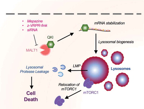 Figure 3. MALT1 interacts with QKI and regulates lysosomal homeostasis in Glioblastoma Stem-like Cells.