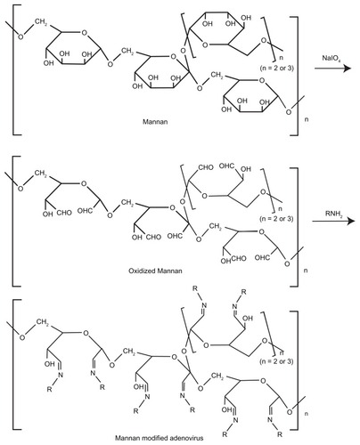 Figure 1 Synthesis scheme of conjugation strategy for mannan to adenovirus under the appropriate oxidizing conditions.