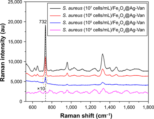 Figure S6 SERS spectra of different concentrations of Staphylococcus aureus 04018 obtained with the Fe3O4@Ag-Van MNPs as SERS substrates.Abbreviations: MNPs, magnetic nanoparticles; SERS, surface-enhanced Raman scattering; Van, vancomycin.