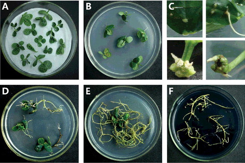 Figure 1. Transgenic A. hypogaea hairy roots obtained by A. rhizogenes-mediated transformation. Co-cultivation (A) of explants after infection with A. rhizogenes. Hairy roots (B) began to appear at explant wound sites, (C) about 17–20 d after transfer onto MS medium. Image (D) 10 d after the first appearance of hairy roots. Composite plant (E) 30 d after the first appearance of hairy roots. Hairy roots (F) were cut and transferred onto solid half-strength MS medium for propagation over about three weeks.