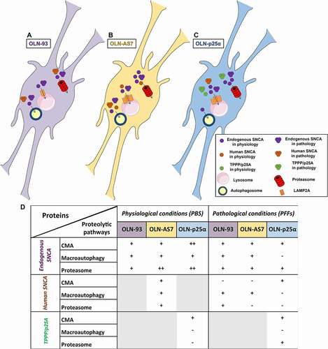 Figure 13. A schematic representation depicting the proteolytic pathways responsible for the clearance of SNCA and TPPP/p25A proteins within oligodendrocytes, under physiological (PBS) and pathological (HsSNCA PFFs) conditions. (A) In control OLN-93 cells both the soluble monomeric and the HsSNCA PFF-recruited endogenous oligodendroglial SNCA (shown in purple) are degraded via all proteolytic pathways (CMA, macroautophagy, proteasome), whereas the human exogenously added SNCA (PFFs, shown in brown) are preferably cleared via macroautophagy and the proteasome. (B) In OLN-AS7 cells, all proteolytic pathways participate in the clearance of both the overexpressed human and the endogenous SNCA (which is degraded via the proteasome to a higher extent) under physiological conditions. Similarly, in the presence of HsSNCA PFFs, the recruited endogenous oligodendroglial SNCA is cleared via both the lysosome (CMA and macroautophagy) and the proteasome, whereas the exogenously added PFFs of human origin are targeted to macroautophagy for degradation. Moreover, the addition of PFFs increases CMA activity, probably due to the increased protein levels of the CMA’s rate limiting step, the LAMP2A receptor, to the lysosomal membrane. (C) In OLN-p25α cells, CMA is mainly responsible for the clearance of all proteins of interest (endogenous SNCA, HsSNCA PFFs and TPPP/p25A) under both physiological and pathological conditions. The elevated levels of the LAMP2A receptor detected in PFF-treated OLN-p25α cells may underlay the accelerated CMA-dependent clearance of these proteins. Moreover, TPPP/p25A (shown in green) and the recruited endogenous SNCA (upon PFF-treatment), as well as the monomeric oligodendroglial SNCA (in PBS conditions) are also targeted to the proteasome for their clearance. The addition of PFFs seems to impair macroautophagic-related activity in OLN-p25α cells, which is otherwise responsible only for the clearance of the soluble oligodendroglial SNCA in basal conditions. (D) A table summarizing the degradation pathways that participate in the clearance of the endogenous oligodendroglial SNCA, the human SNCA (both stably overexpressed and HsSNCA PFFs) and TPPP/p25A proteins in physiology and pathology.