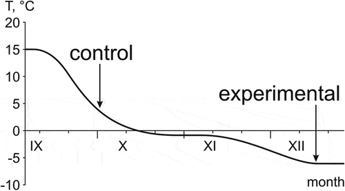 Figure 1. The cooling regime of the moor frogs in the laboratory; arrows show the time and temperatures when control and experimental frogs were sampled.