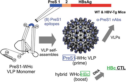 Figure 1. Therapeutic HBV Vaccine Design. Eight PreS1 B cell epitopes were inserted onto hybrid WHc-VLPs to elicit neutralizing antibodies and hybrid WHcAg/HBcAg VLP constructs were used to elicit HBcAg-specific CTL.