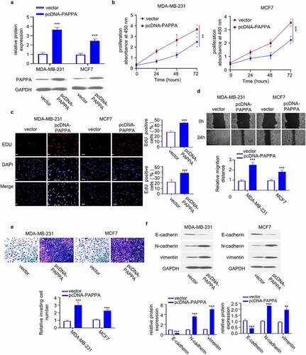 Figure 2. Overexpression of PAPPA promoted proliferation, migration and invasion of breast cancer cells.