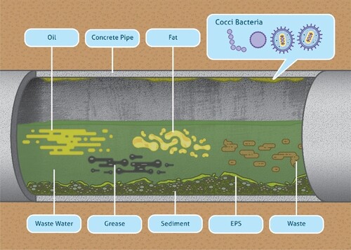 Figure 1. The formation of biofilm on deposited sediment and the presence of oil and grease in the wastewater sewer pipes. The EPS secreted by microbes on the fine sand provides stability and influences the transport and cleaning processes.