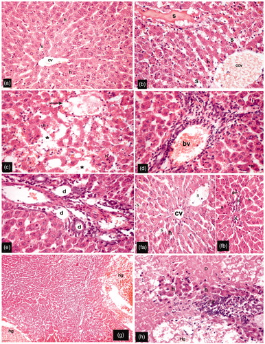 Figure 2. Representative H&E-stained sections of different groups. (a) Hepatocytes (h) arranged in plates radiating from the central vein (cv) and separated by blood sinusoids (s); hepatocytes are polygonal in shape, with central rounded vesicular nuclei and acidophilic cytoplasm (sham group). (b–e) I/R rats had: congested dilated central vein (ccv) and blood sinusoids (s); many hepatocytes (h) had deeply-stained acidophilic cytoplasm with darkly-stained nuclei (b); distorted margins of central vein (arrow) surrounded by hepatocytes with dark-stained nuclei; multiple areas of parenchymal loss (*) (c); portal areas with dilated congested blood vessels (bv) and intense perivascular cellular infiltration (I) with surrounding hepatocytes containing deeply acidophilic cytoplasm (d); and bile ductule (d) branching and proliferation (e). (f) Eug10-treated rats had: apparent normally hepatocytes (h); preserved central veins (cv) (fa), hepatic artery (A), portal vein (pv), and bile ducts (d); and blood sinusoids (s) that were pre-served but dilated (fb). (g, h) Eug100-treated rats had: large areas occupied by hemorrhage (hg) and a disorganized hepatic organization; hepatocytes with deeply stained acidophilic cytoplasm and dark nuclei; and massive areas of degeneration (D), hemorrhage (Hg), as well as intense cellular infiltration (double arrows). (a–h) Magnification 400×; (g) Magnification 100×.