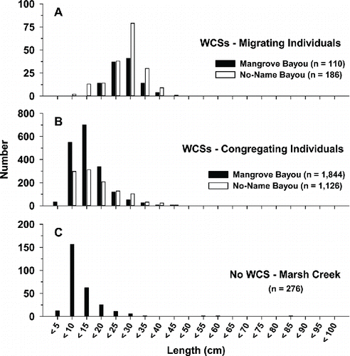 FIGURE 3. Length-frequency distribution for nekton observed with dual-frequency identification sonar at three sites in the Calcasieu Lake estuary: (A) migrating individuals (n = 296) at each water control structure (WCS), (B) congregating individuals (n = 2,970) at each WCS, and (C) individuals (n = 276) at the salt-marsh creek (no WCS). Note that the y-axis scale differs among the panels.