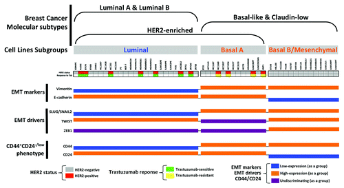 Figure 3. Association of the clinical subtypes of breast cancer cell lines and the primary response to trastuzumab based on the relative EMT/CSC features’ enrichment.