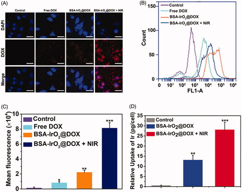 Figure 4. In vitro cellular uptake of BSA-IrO2@DOX NPs. (A) Confocal images of Saos-2 cells incubated with DMEM medium, free DOX, and BSA-IrO2@DOX with or without NIR irradiation (1.0 W cm−2) (relative DOX concentration: 5 μg/mL). Scale bar: 50 μm. (B) Flow cytometry data obtained on of Saos-2 cells incubated with PBS, DOX, and BSA-IrO2@DOX with or without NIR irradiation (1.0 W cm−2) and (C) the quantitative mean fluorescence intensities. (D) The uptake of Ir a by Saos-2 cells after treatment with the BSA-IrO2@DOX with or without NIR irradiation (1.0 W cm−2).