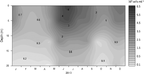 Figure 4. Seasonal and vertical distributions of picocyanobacteria (cells/mL) in the Cerrillos Reservoir.