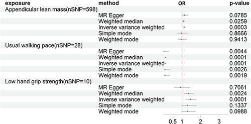 Figure 2 Forest plot of Mendelian randomization analyses. Influence of sarcopenia-related traits on KOA after removing outliers.