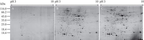 Figure 3. 2-DE analysis of extracted proteins from mycelium tissues. Equal amounts (1300 μg) of proteins were loaded on 24 cm pH 3–10 IPG strips. (A) direct extraction method, (B) TCA precipitation extraction method, (C) phenol-based extraction method.