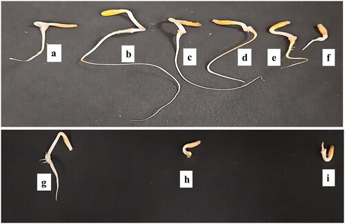 Figure 3. Plumule and radicle lengths in germinated seeds of E. macrochaetus; (a) Control; (b) 40 µmol/L AgNPs; (c) 80 µmol/L AgNPs; (d) 160 µmol/L AgNPs; (e) 300 µmol/L AgNPs; (f) 400 µmol/L AgNPs; (g) 40 mmol/L NaCl; (h) 80 mmol/L NaCl; (i) 120 mmol/L NaCl. Note: Seed priming with AgNPs (24 h) and unprimed seeds germinated under salt solution (seven days). Pictures were taken on the seventh day after sowing.