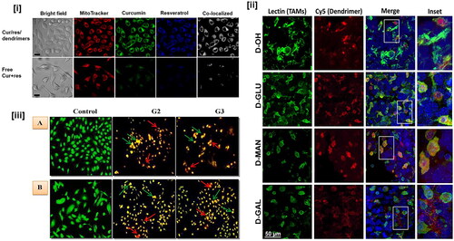 Figure 2. In vitro fluorescence or confocal imaging of dendrimer-based nanoparticles in cancer cells. (i) Confocal images of SH-SY5Y cells incubated for 20 min with curcumin/resveratrol/dendrimer NPs – reprinted from reference [Citation89], copyright 2022, ACS publications; (ii) sugar-conjugated dendrimer localizations in glioblastoma – reprinted from reference [Citation90], copyright 2021, Elsevier; and (iii) PEGylated bis-indolyl G2 and G3 polyurethane dendrimer treated cells (A) MDA-MB-231 cells and (B) A549 cells – reprinted from reference [Citation91], copyright 2021, Elsevier.